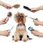 Dog Grooming